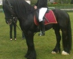 Deckhengst Tonka vom Götzenstein (Tinker / Irish Cob / Gypsy Vanner, 2003, von Buggs B.)