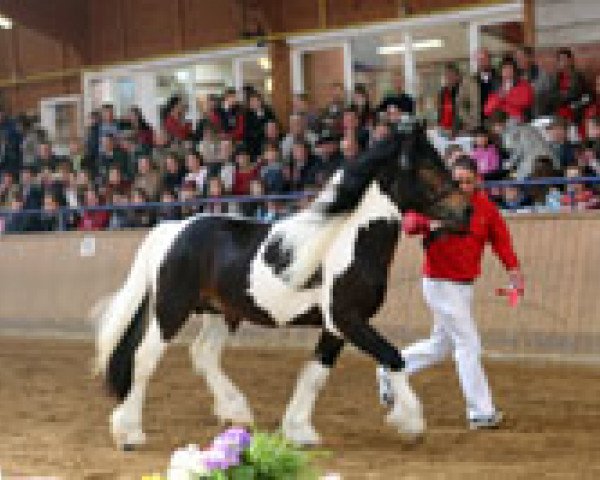 horse Aragon vom Götzenstein (Tinker / Irish Cob / Gypsy Vanner, 2004, from Buggs B.)