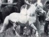 Deckhengst Komoko's Whiskey (American Miniature Horse, 1971, von Komoko's Mountain Boy)