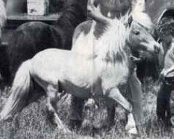 stallion Komoko's Whiskey (American Miniature Horse, 1971, from Komoko's Mountain Boy)