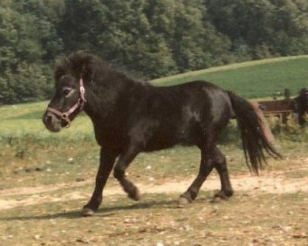 stallion Dell Tera's Eagle (American Miniature Horse, 1979, from Dell Tera's Jim Dandy)