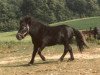 Deckhengst Dell Tera's Eagle (American Miniature Horse, 1979, von Dell Tera's Jim Dandy)