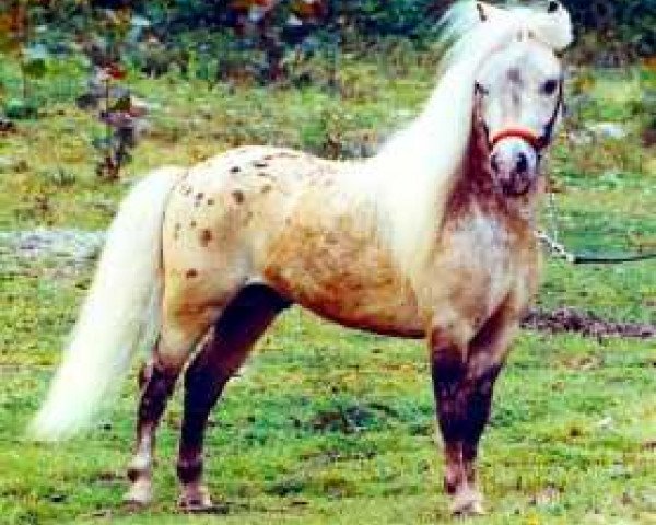 stallion Komoko's Chief Running Brave (American Miniature Horse, 1986, from Dell Tera's Eagle)