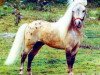 Deckhengst Komoko's Chief Running Brave (American Miniature Horse, 1986, von Dell Tera's Eagle)