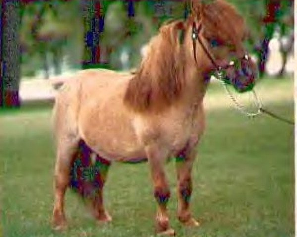 stallion Komoko's Little Husseler (American Miniature Horse, 1974, from Komoko's King Tut)