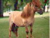 stallion Komoko's Little Husseler (American Miniature Horse, 1974, from Komoko's King Tut)