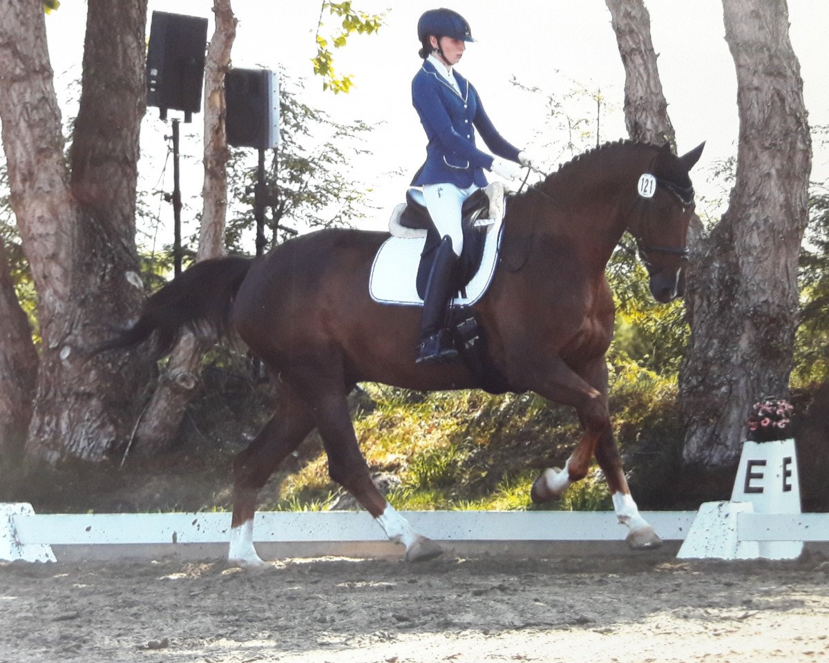 dressage horse Bodyguard 55 (Oldenburg, 2010, from Bordeaux 28)