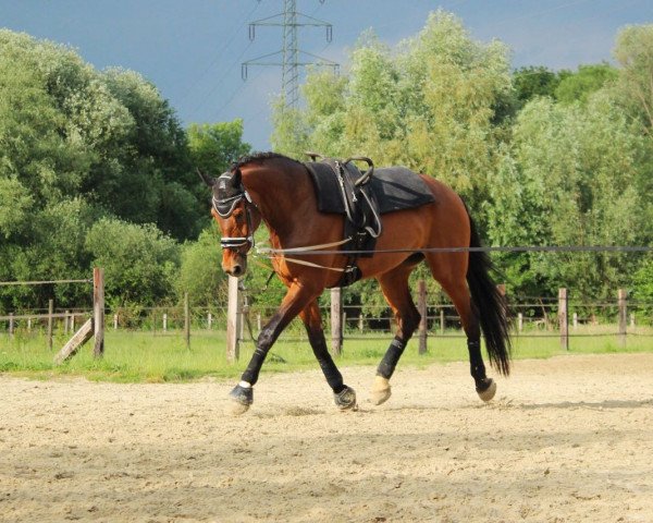 dressage horse Feel The Beat (Rhinelander, 2007, from Flovino)