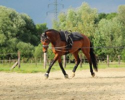 Springpferd Feel The Beat (Rheinländer, 2007, von Flovino)