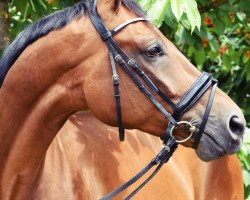 dressage horse Dr.Summer (Oldenburg, 2011, from Dr. Jackson D)