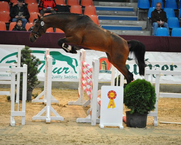 stallion Dree Boeken's Vivian (German Sport Horse, 2012, from Vulkano 10)