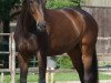 dressage horse Fiacha (Oldenburg, 2010, from For Compliment)