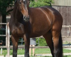 dressage horse Fiacha (Oldenburg, 2010, from For Compliment)