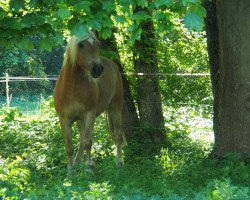 Pferd Amore (Haflinger, 2015, von Aristorin)