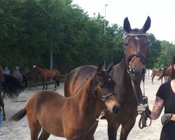 dressage horse Zafiro E (Westphalian, 2018, from Zonik One)