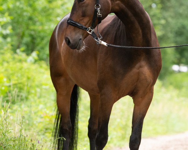 Springpferd Blücher H (Deutsches Sportpferd, 2008, von Balou du Rouet)