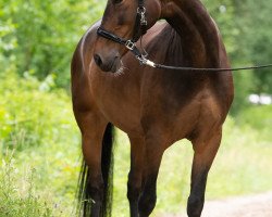 jumper Blücher H (German Sport Horse, 2008, from Balou du Rouet)