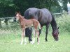 dressage horse Bonny Lox (Hanoverian, 2018, from Callaho's Benicio)