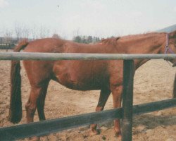 Zuchtstute Flamme IX (Trakehner, 1976, von Baron)