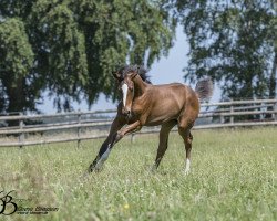 dressage horse Stute von Zoom / Vitalis (Westphalian, 2018, from Zoom)