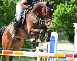 jumper I Am Baby Jack (anglo european sporthorse, 2013, from Bacardi II VDL)