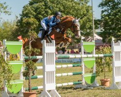 jumper Queen Lathifa K (German Sport Horse, 2009, from Quaterback)