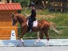 stallion First Flight Spirit (Trakehner, 2007, from Cavallieri xx)