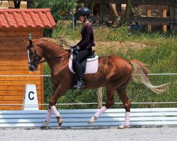 stallion First Flight Spirit (Trakehner, 2007, from Cavallieri xx)