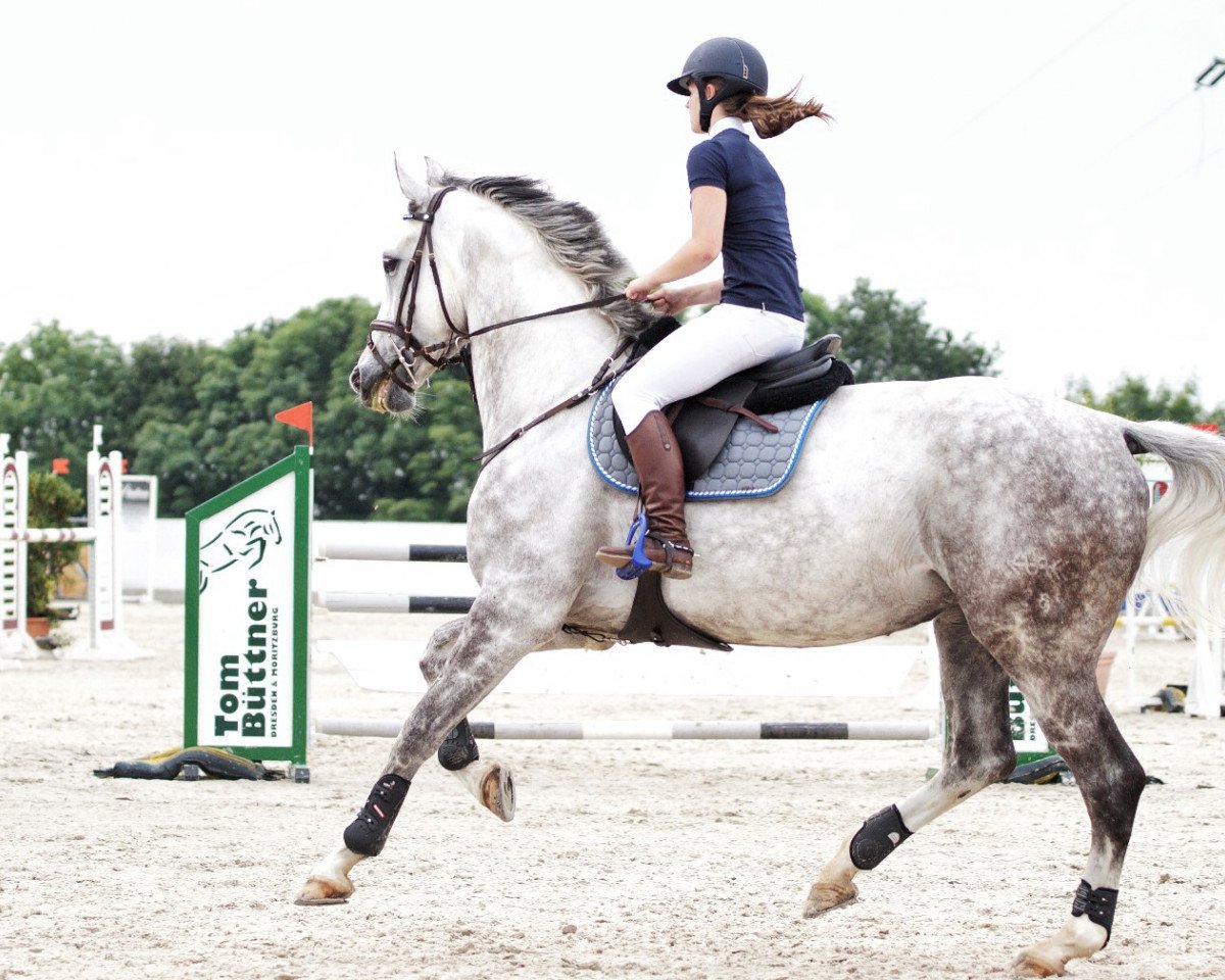 Springpferd Cromwell 35 (Deutsches Sportpferd, 2011, von Colestus)