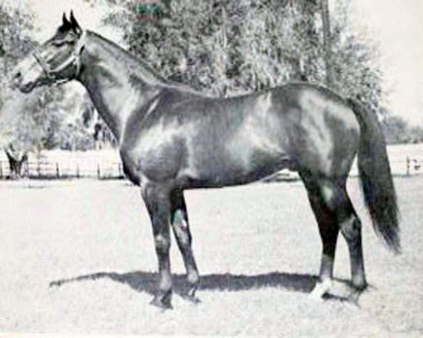 stallion Petare xx (Thoroughbred, 1951, from Moslem xx)