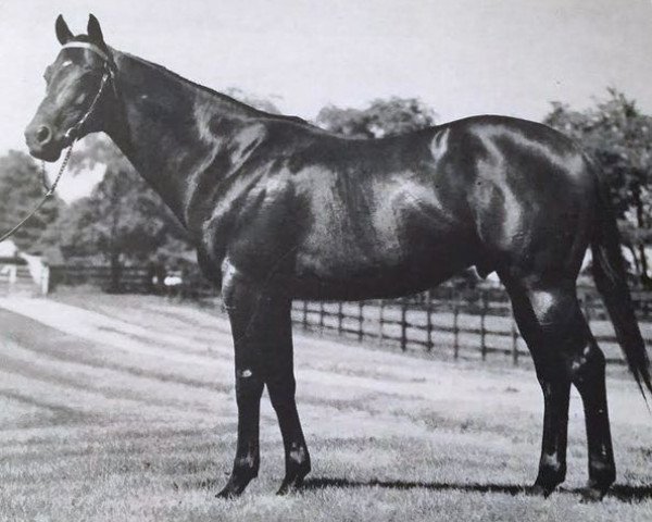 stallion Sadair xx (Thoroughbred, 1962, from Petare xx)