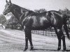 stallion Sadair xx (Thoroughbred, 1962, from Petare xx)