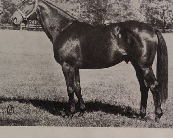 stallion Sir Wiggle xx (Thoroughbred, 1967, from Sadair xx)