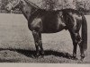 stallion Sir Wiggle xx (Thoroughbred, 1967, from Sadair xx)