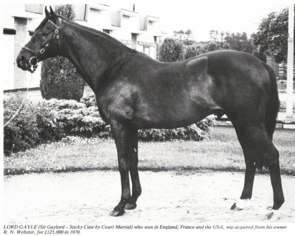stallion Lord Gayle xx (Thoroughbred, 1965, from Sir Gaylord xx)