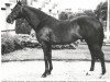 stallion Lord Gayle xx (Thoroughbred, 1965, from Sir Gaylord xx)
