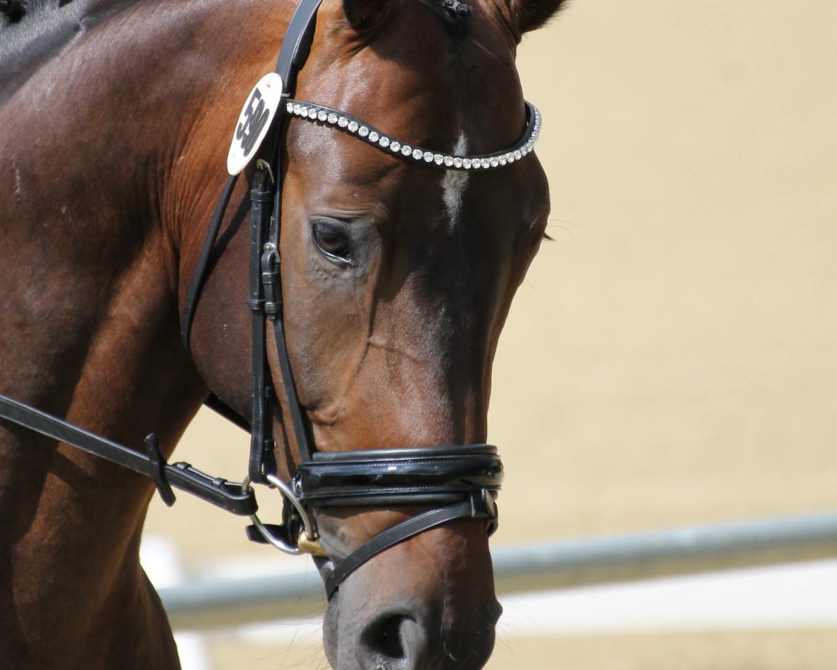 dressage horse D'Asterisco (Oldenburg, 2014, from Dante Weltino Old)