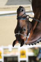 dressage horse D'Asterisco (Oldenburg, 2014, from Dante Weltino Old)