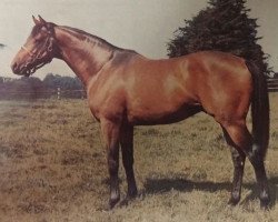 stallion Run The Gantlet xx (Thoroughbred, 1968, from Tom Rolfe xx)