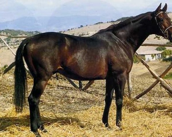 stallion Cajetano xx (Thoroughbred, 1986, from Run The Gantlet xx)