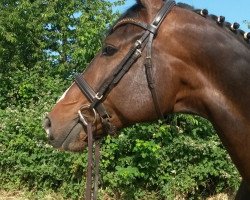 dressage horse Candlelight 29 (Württemberger, 2007, from Helenenhof's Carabas)