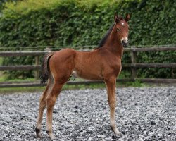 dressage horse Novecento (KWPN (Royal Dutch Sporthorse), 2018, from Quando Unico FRH)