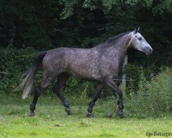 broodmare Baeumchen (Holsteiner, 2009, from Calato)