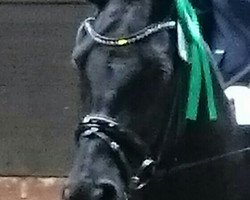 dressage horse Floresco's Erbe (Oldenburg, 2009, from Floresco NRW)