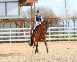 dressage horse Quentin 91 (Rhinelander, 2008, from Quaterback)