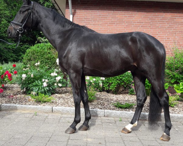 dressage horse Fastlove (Westphalian, 2015, from Finest)