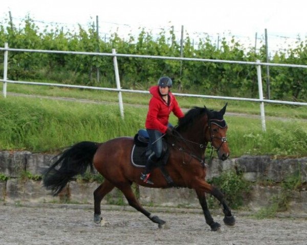 Springpferd Dagobert 108 (KWPN (Niederländisches Warmblut), 2008, von Wajax)