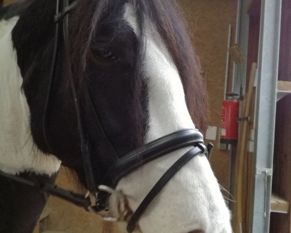 dressage horse Phoenix Paradoxa (unknown, 2011)