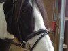 dressage horse Phoenix Paradoxa (unknown, 2011)