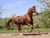 Springpferd Famos 70 (Luxemburgisches Reitpferd, 2005, von For Pleasure)